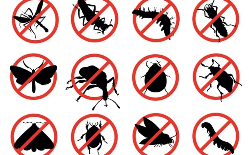 cách đuổi diệt côn trùng trong nhà
